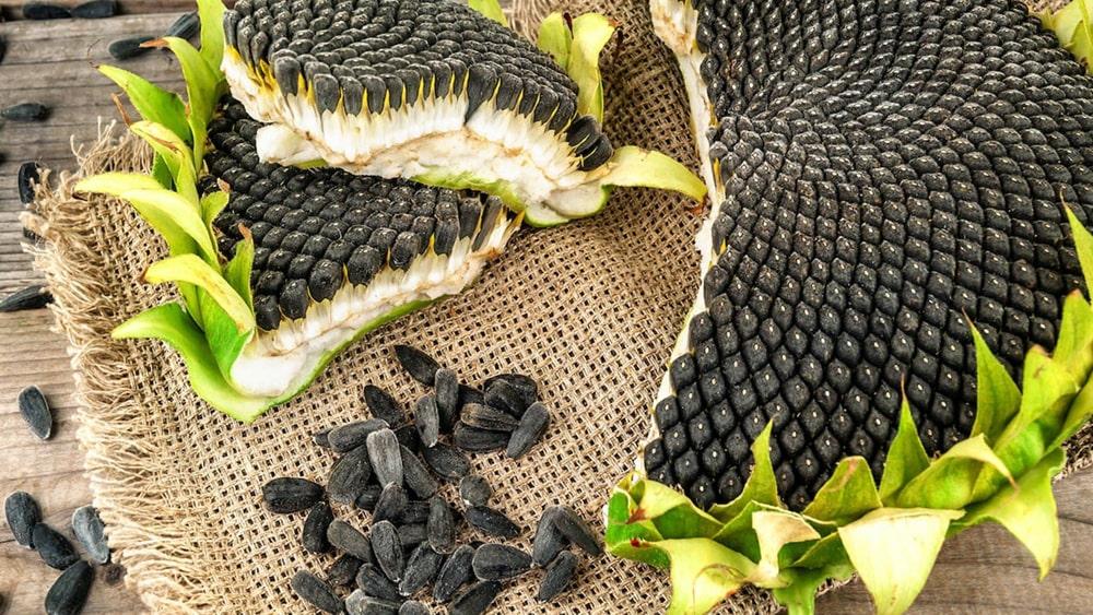 تخمه آفتابگردان برای کنترل چربی خون